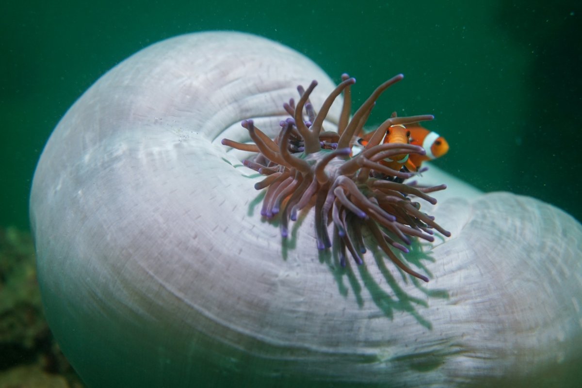 A clownfish among the tentacles of its anemone.