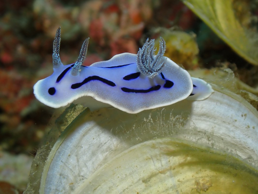 A nudibranch photographed at Middle Rock, Port Barton.